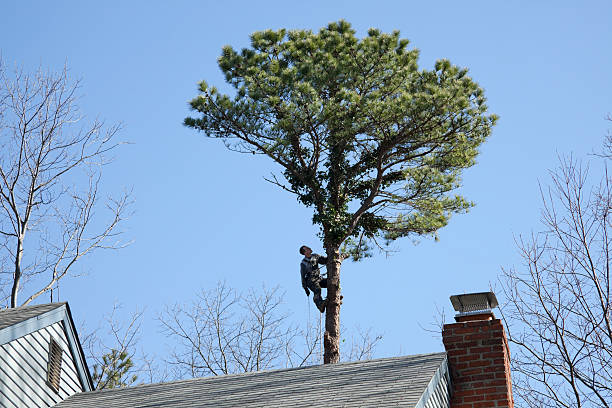 Best Weed Control  in Stonewall, LA